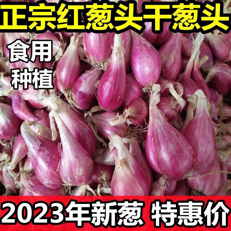 黄葱头干葱头火葱四季可种小香葱黄头配料产地直发新鲜种植超划算