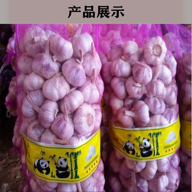 【新店半价】正宗紫白皮干大蒜山东紫皮大蒜干蒜新鲜红皮蒜包邮优质