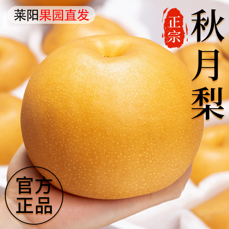 正宗秋月梨山东莱阳新鲜梨子当季水果5斤现摘雪蜜梨整箱发货