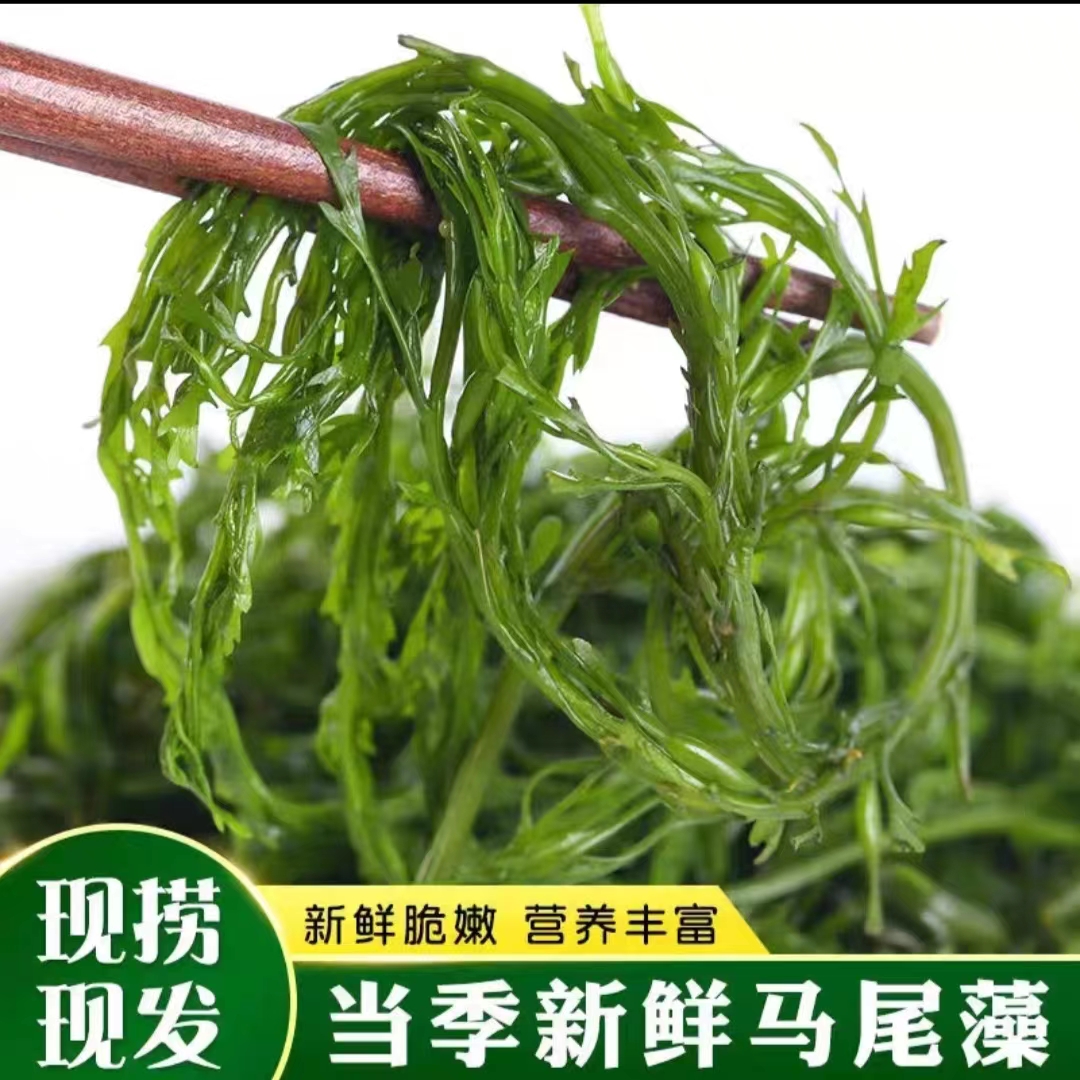 好吃新鲜海藻盐渍马尾藻海草火炮菜营养250g海藻马尾藻海草菜