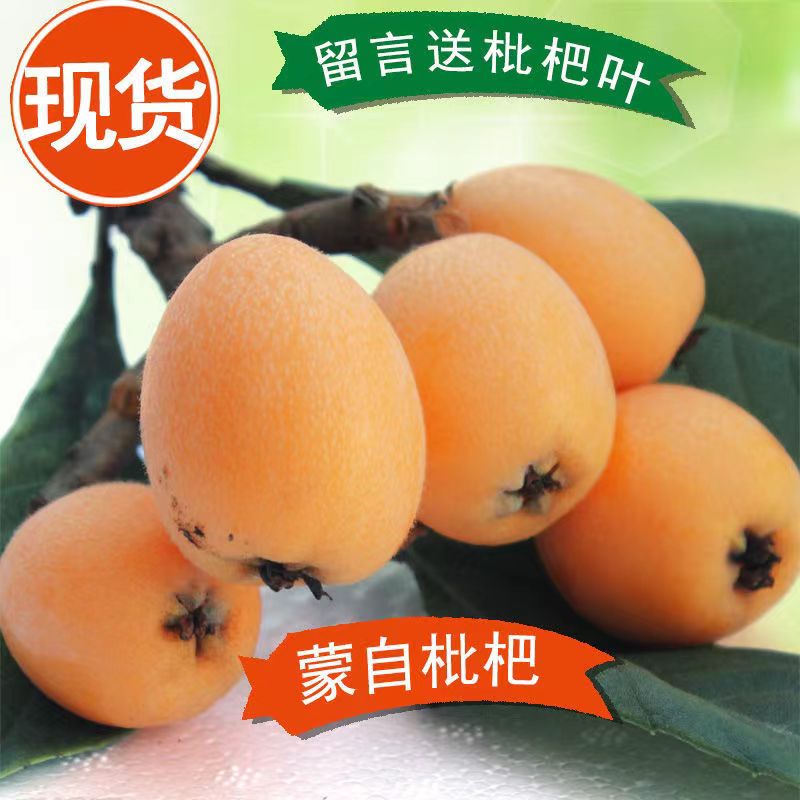 正宗蒙自高山枇杷新鲜采摘当季水果酸甜可口【新疆青海西藏不发货】