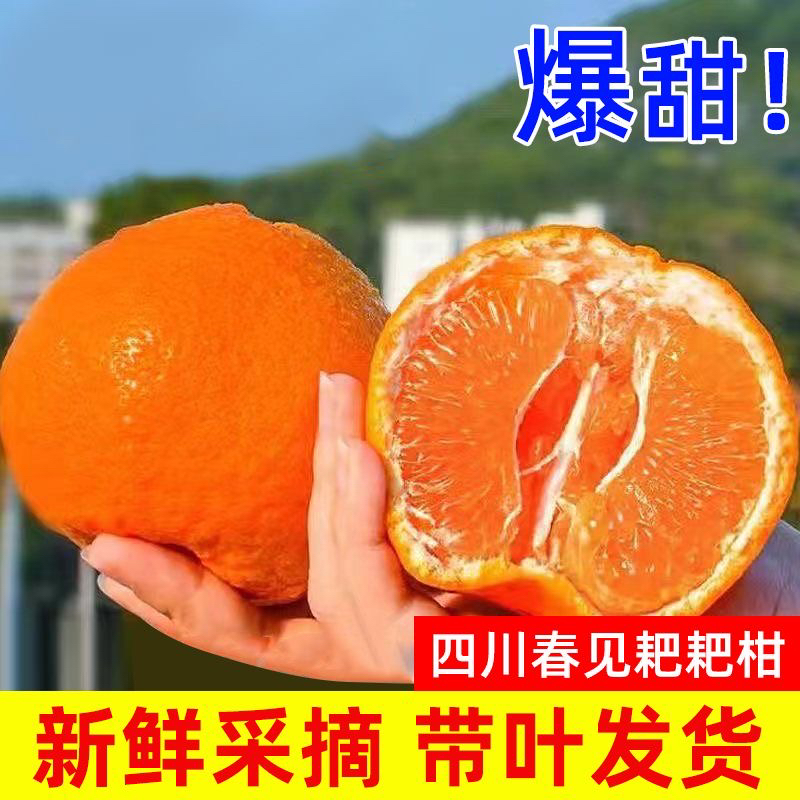 （粉丝福利7）四川春见耙耙柑新鲜水果春见耙耙柑现摘5/8斤包邮