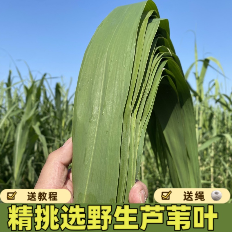 新鲜芦苇叶农家端午节现摘野生纯天然的大小粽叶子