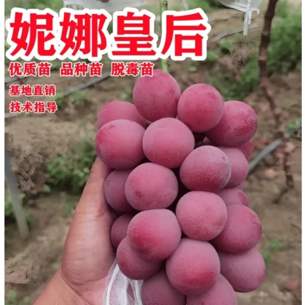 【原盆原土】妮娜皇后葡萄 盆栽地栽  原盆原土发货成活率高