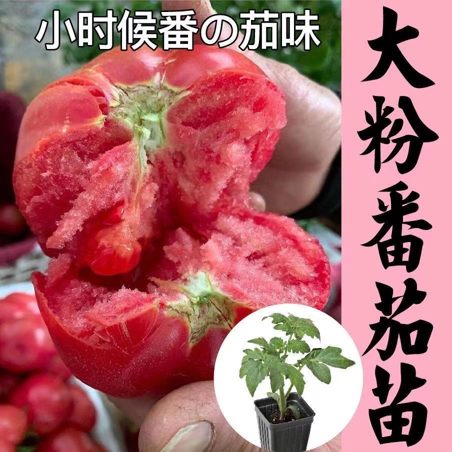 大红优质挂果小樱桃生长优质苗种植普罗旺斯苗口感生长精选生长苗