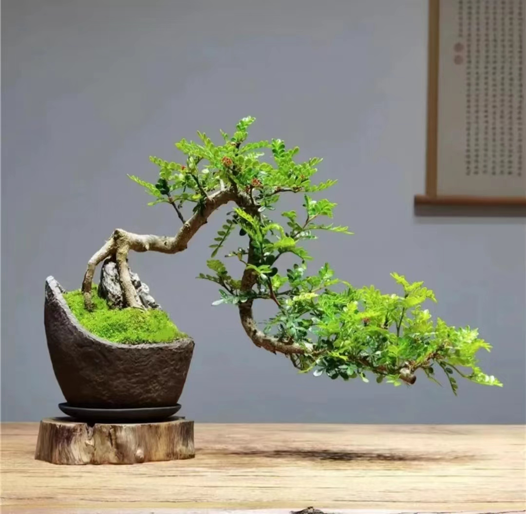 水杨梅鱼缸造景水培植物庭院盆栽培（一物一拍） 自选水培土培种植。