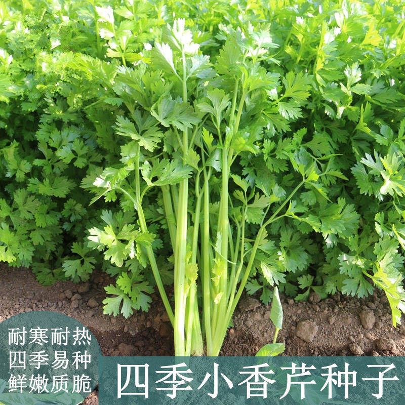 芹菜籽种蔬菜种孑四季小香芹种子西芹菜春季农家种植芹菜种籽大全
