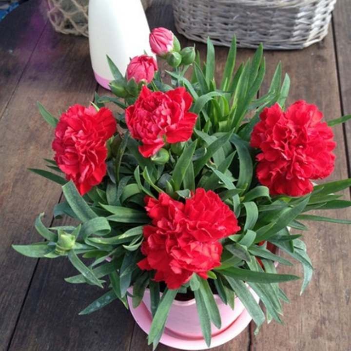 种子康乃馨重瓣大花种子四季种植花卉种阳台盆栽植物庭院花草种籽