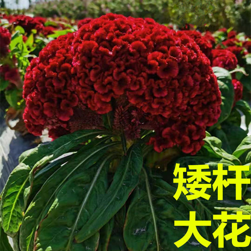 多年生凤尾花种子鸡冠花种子四季庭院阳台园林造景盆栽花籽花种子
