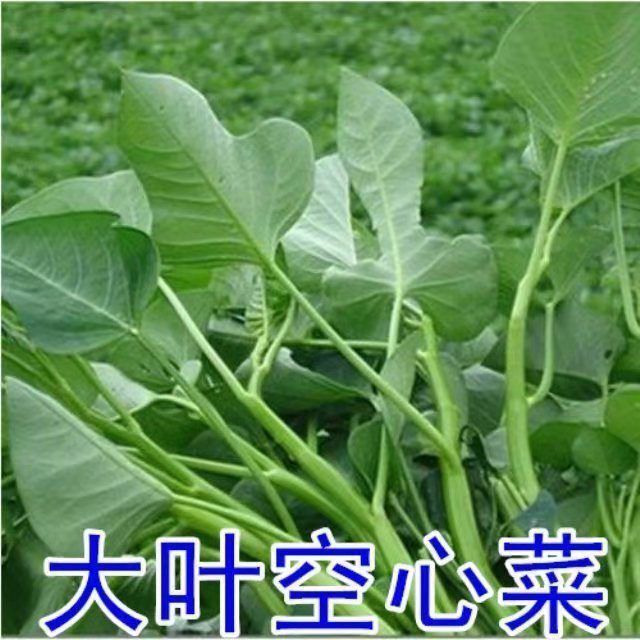 空心菜种子大叶空心菜的种子四季播种阳台盆栽圆叶蔬菜青梗可水培