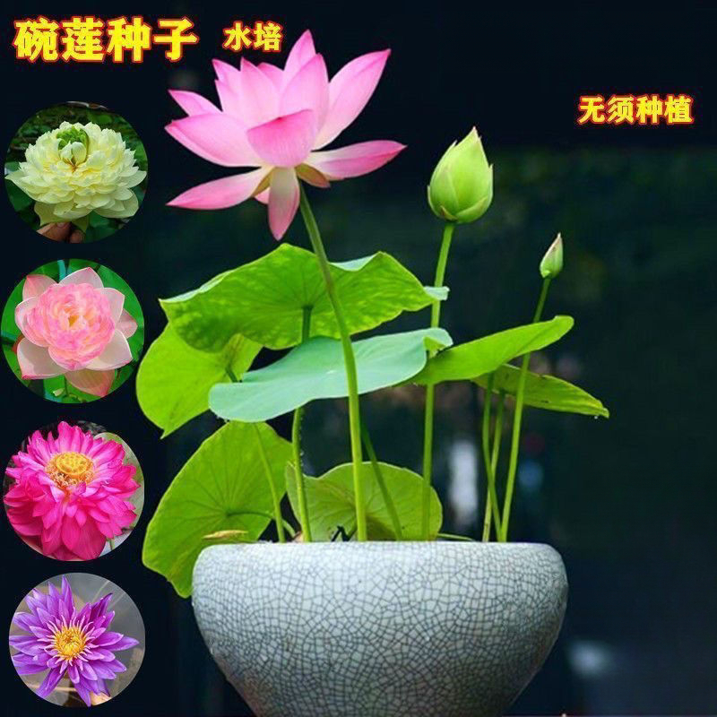 碗莲种开花遇水培水养绿植睡莲荷花无土盆栽花卉