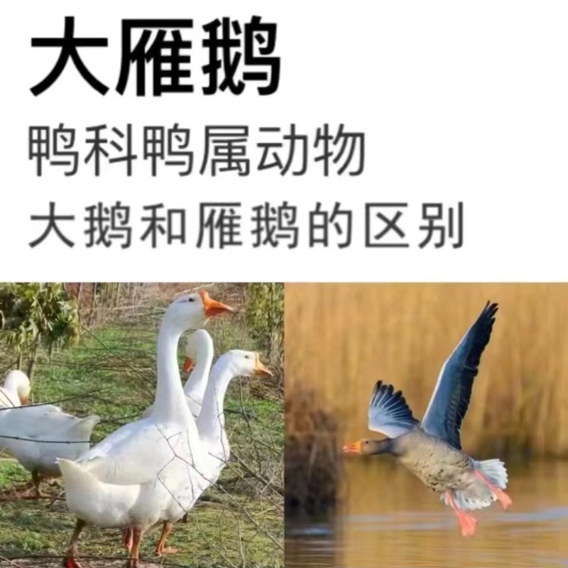 4—5斤一只大雁鹅农家散养处理干净白条鹅冷冻发货带箱约5斤牛