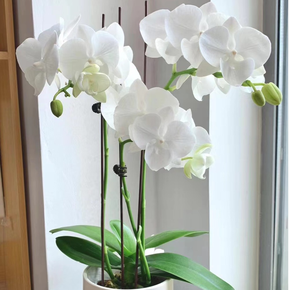 室内盆栽蝴蝶兰白天鹅、黑白闪电 当年开花
