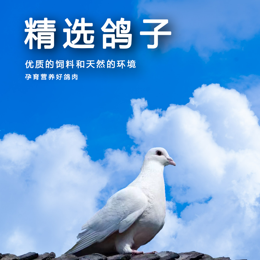 散养老鸽（3年以上）净重300g±50克