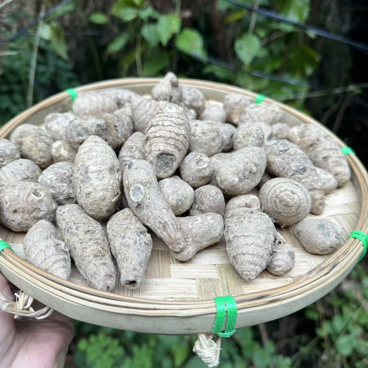 2【雪-三-七】净含量：500g【小英现收】