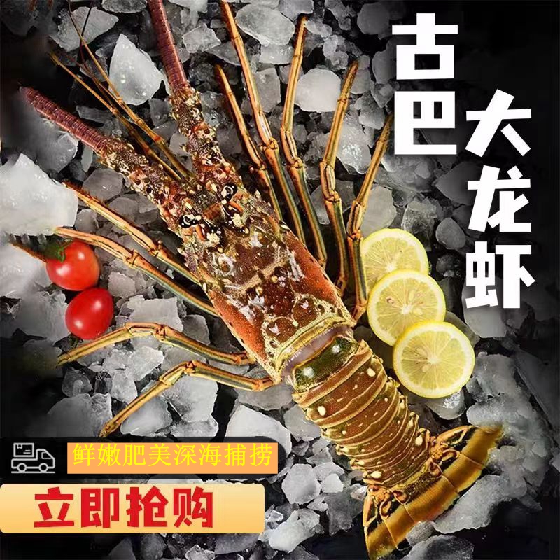 活冻古巴龙虾500-600g/只
