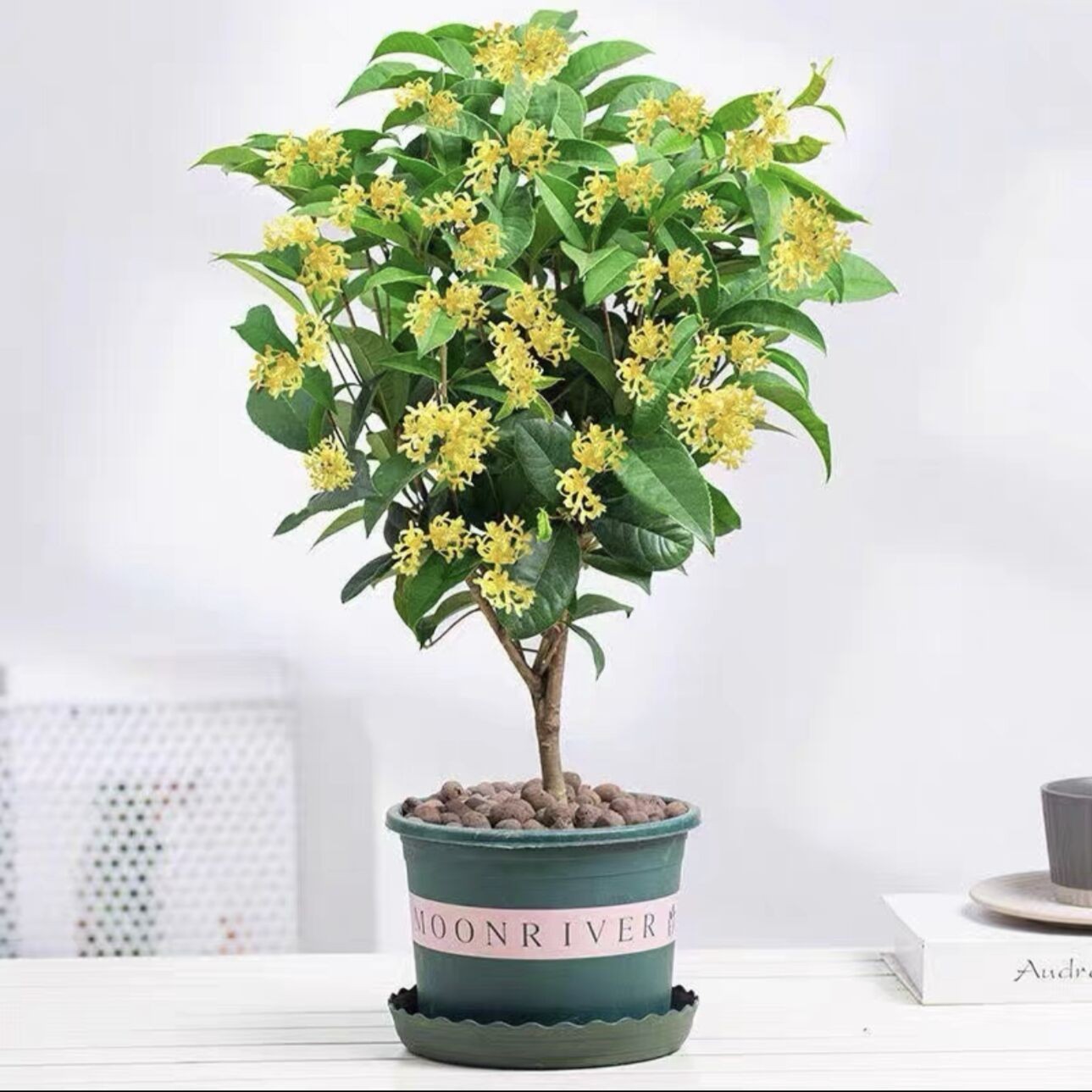 四季桂花树盆栽月月桂开花带香味阳台室内外非常好养庭院花卉植物
