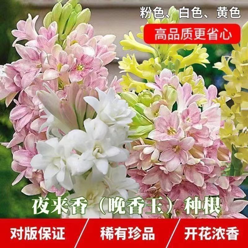 晚香玉种球混色四季开花浓香型花卉粉色晚香玉种球多年生新鲜球芽