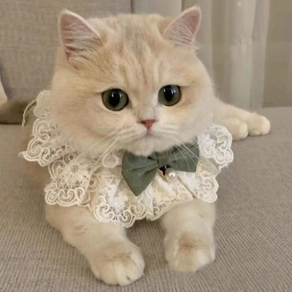 猫咪口水巾猫咪小型宠物饰品项圈领结围脖猫项圈猫咪项圈脖圈围兜