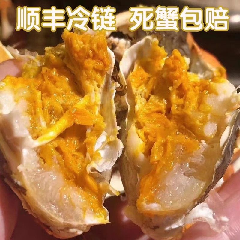 【2.8~3母蟹】江苏大闸蟹 活蟹5/10只装                  顺丰冷链