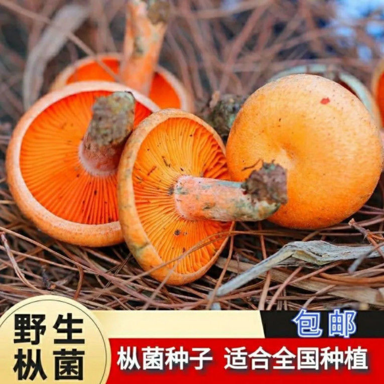 高产野生乌纵菌原种菌包松菌乌纵菌黄碟菌松纵菌松菇人工种植菌包