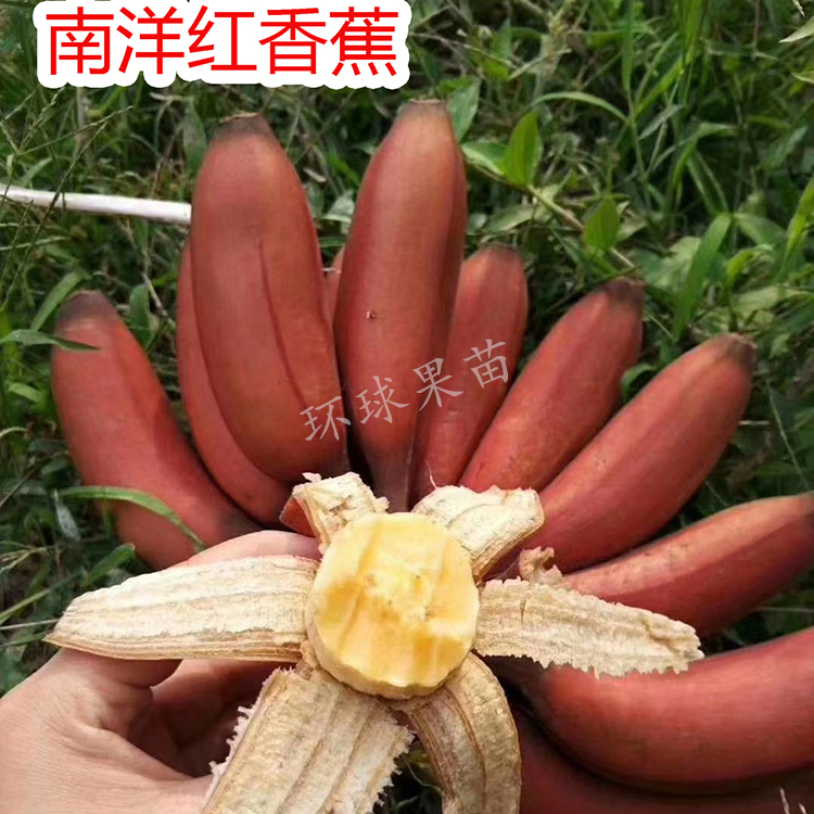 红香蕉苗组培苗结果快