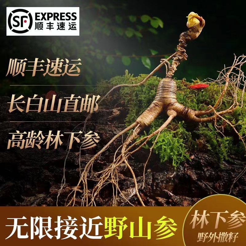 长白山原产地 林下   鲜人参【籽货】12g左右/支 食用老山参新鲜