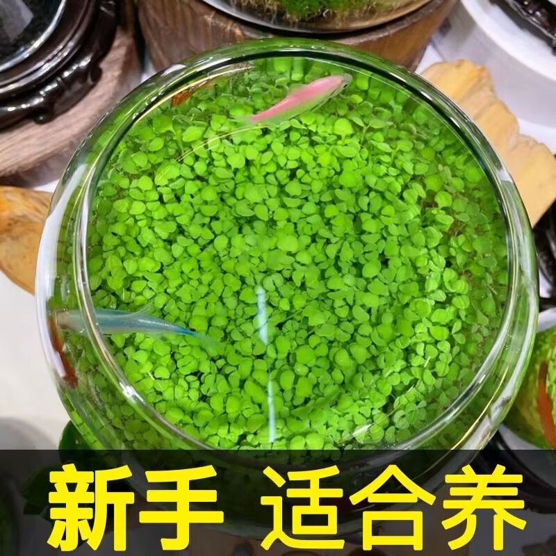 水草种子水草缸水草种籽造景套餐懒人四季水族箱四季增
