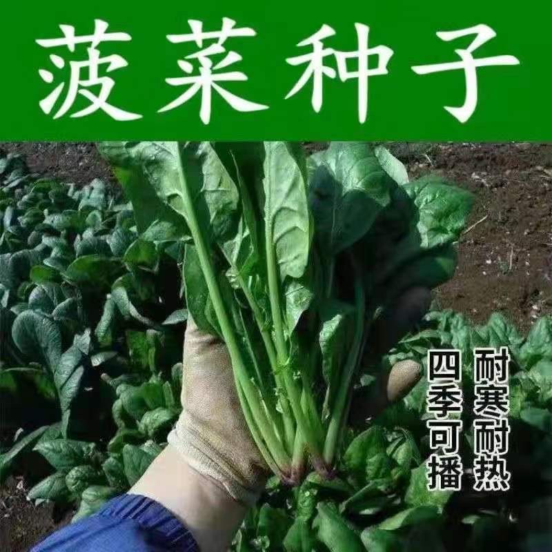 原生态大小叶菠菜种子四季大叶抗病老种耐热寒秋春夏冬季蔬菜青菜