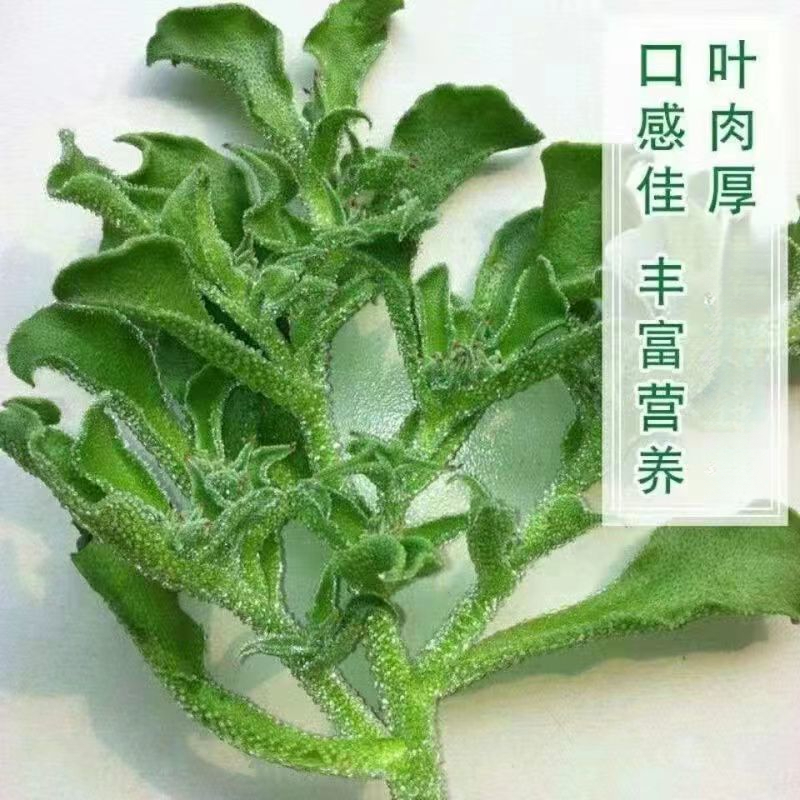 营养冰菜种子四季播春夏秋阳台盆栽蔬菜种子易种新鲜水果冰草种籽