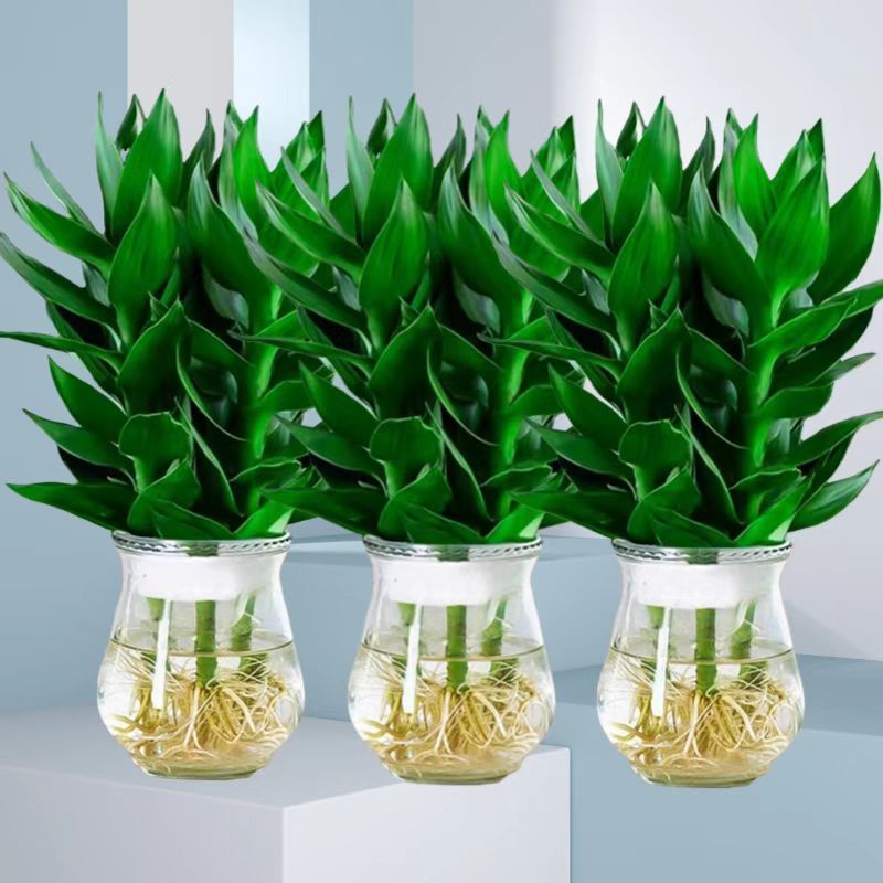水养观音竹花卉绿植盆栽水培盆景富贵竹室内客厅绿植四季多年生