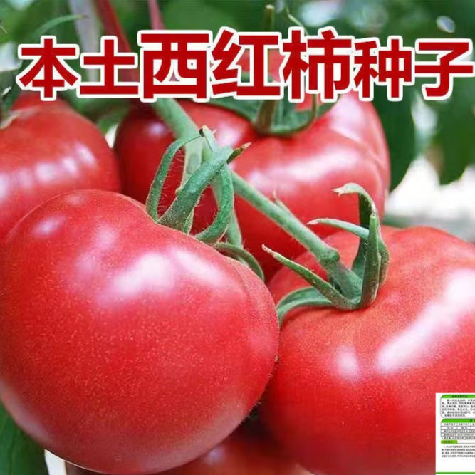 农家大粉大番茄种籽大红四季毛粉柿子种子西红柿苗阳台菜园蔬菜籽