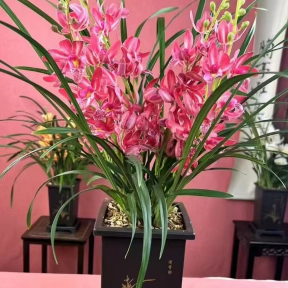 新品四季兰兰花带盆栽好发货红宝石室内绿植高档名贵品种好养易活