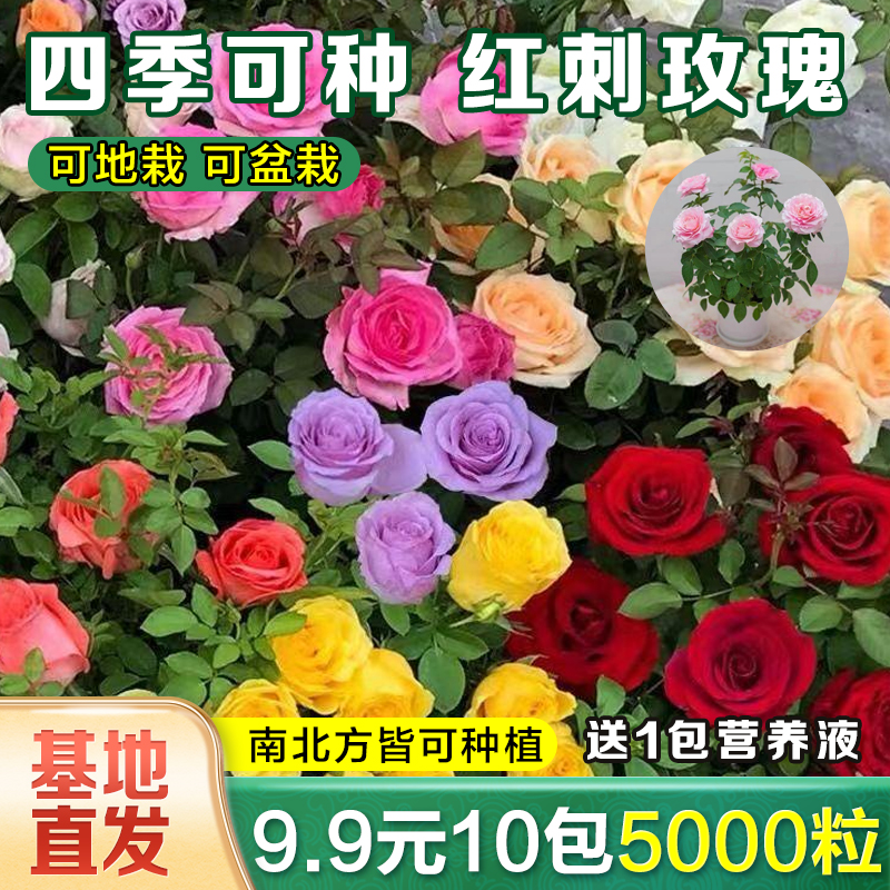 【基地直发，9.9元5000粒混10色】红刺玫瑰花种子 阳台庭院盆栽地栽
