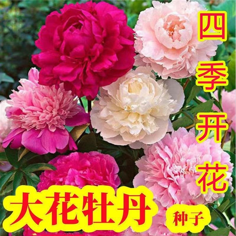 牡丹花花园盆栽阳台室内室外种植花耐寒活洛阳牡丹花籽四季开花