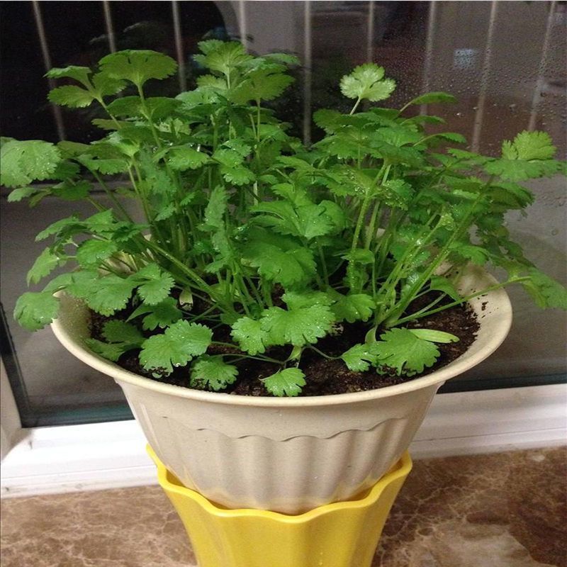 四季小香菜种子阳台室内花卉盆栽小香菜蔬菜种子四季可播种种籽