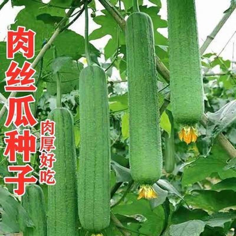 肉丝瓜种子高产早熟耐热成活四季香丝瓜种农家四季播种蔬菜种子