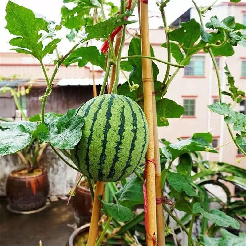 甜麒麟蜜罐小西瓜种子无籽小西瓜四季种植阳台庭院盆栽水果种子