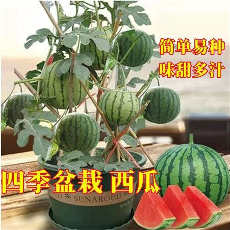 甜麒麟蜜罐小西瓜籽无籽小西瓜四季种植阳台庭院盆栽水果籽