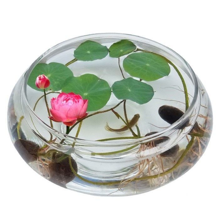 玻璃花瓶花盆水培植物玻璃水养花瓶水仙碗莲铜钱草专用花盆
