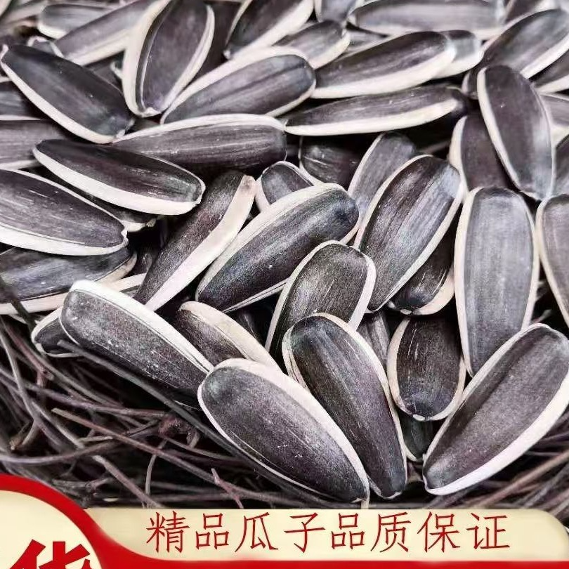 （净重俩斤不带干燥剂）内蒙古新货生葵瓜子大颗粒原味正宗生葵花籽