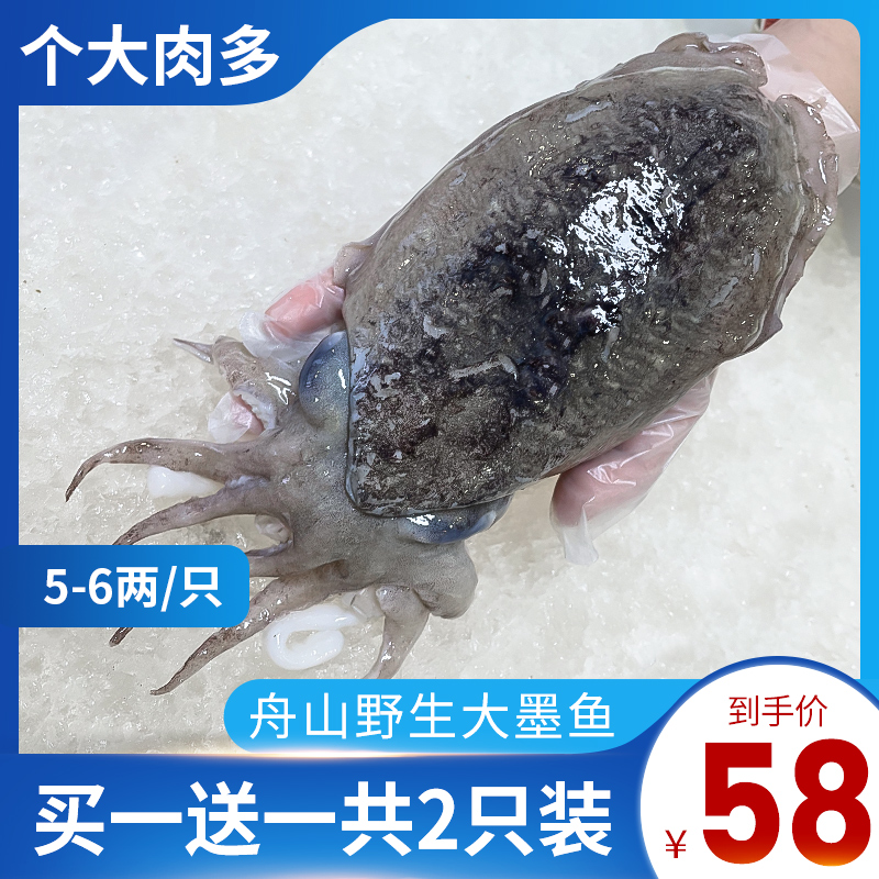 【买一送一】半斤一只舟山野生大墨鱼鲜活冷冻海鲜水产新鲜乌贼