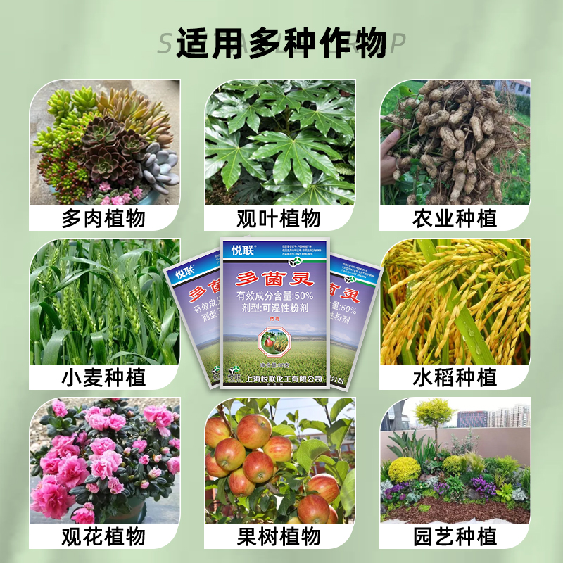 50%多菌灵杀菌剂防治炭疽病纹枯病水稻大田稳定高效叶斑病内吸性