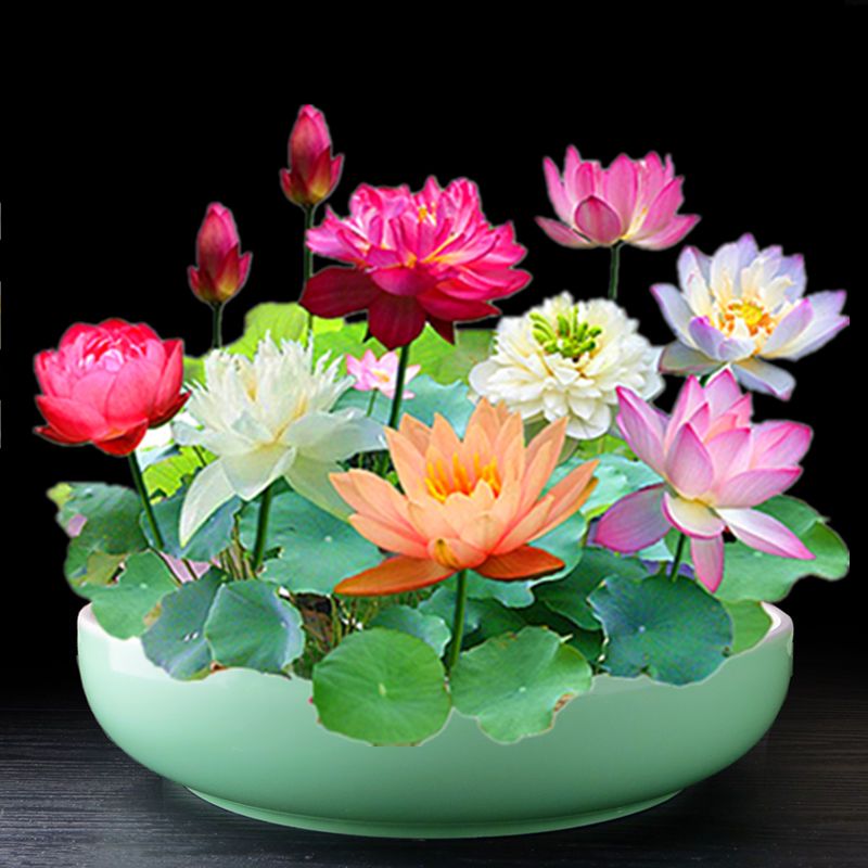 四季种植水培植物莲花睡莲荷花种子