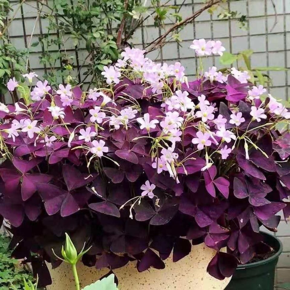 紫叶酢浆草种子庭院花卉植物盆栽绿植易活种子