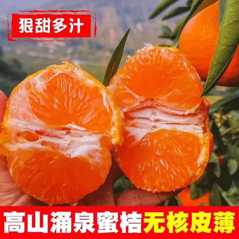 正宗涌泉蜜桔 浙江涌泉蜜橘