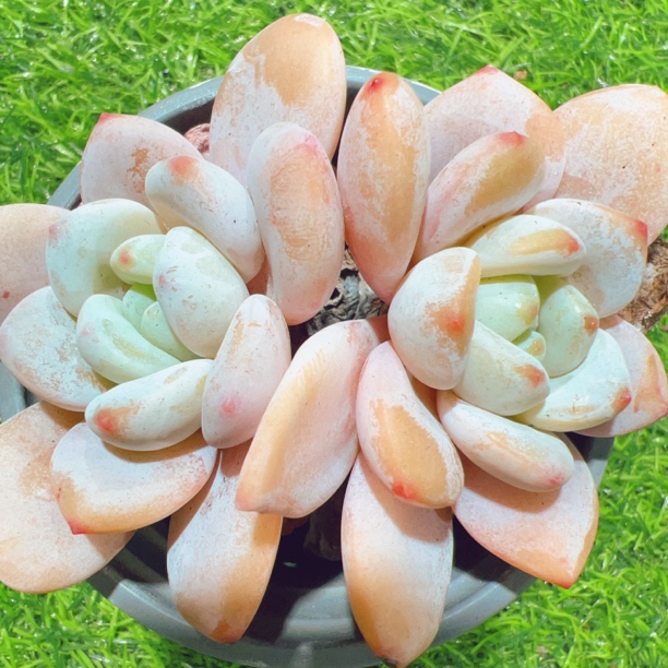 9#圆叶冷香老桩双头起 云南精品多肉植物精美盆栽家居饰品9.9包邮