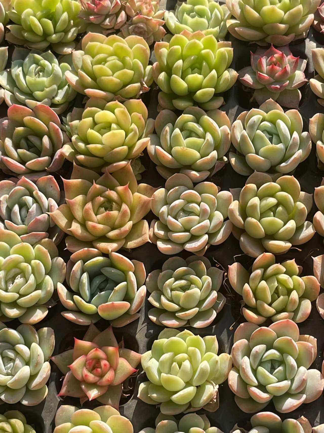 云南精品多肉植物 精美盆栽 家居饰品9.9包邮 105穴