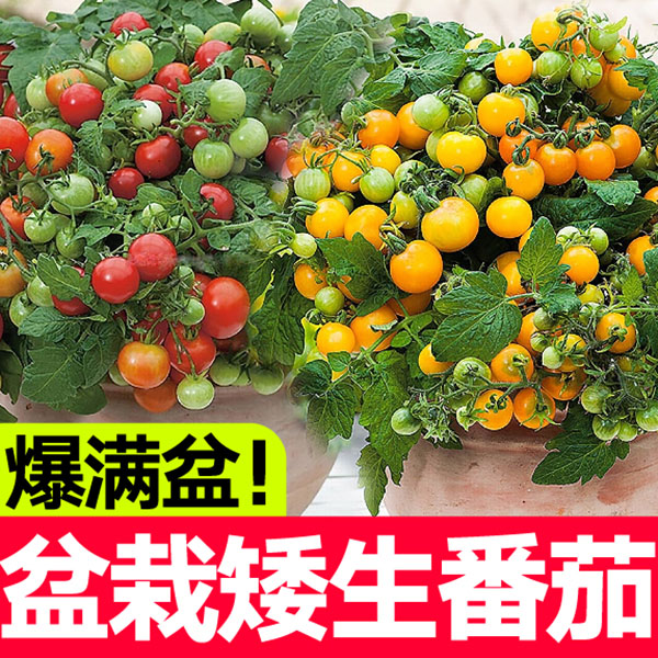 矮生番茄秧苗小西红柿千禧种苗盆栽圣女果水果蔬菜苗四季生长蔬菜