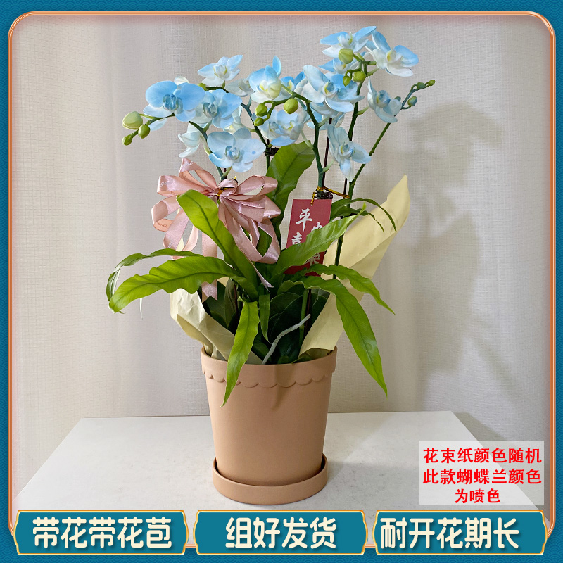 蝴蝶兰【蓝色马卡龙】带花带盆组好发货 客厅 庭院 别墅 办公室